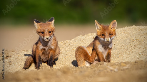 Red fox siblings sitting on a sand in spring sunlight © WildMedia
