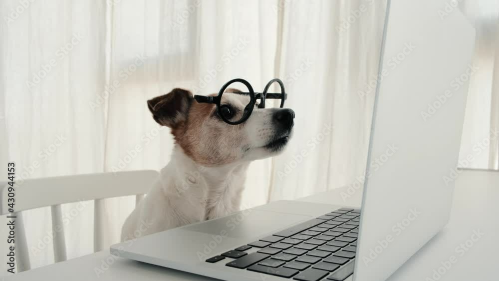 Dog in round glasses looks at laptop screen. Jack russell terrier looks around while distracted from computer working and back into work