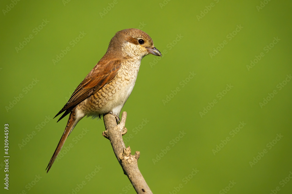 Female red-backed shrike sitting on branch with copy space