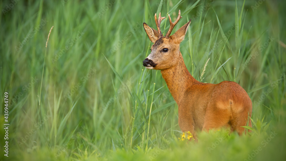Roe deer buck observing on meadow in summertime nature. Roe deer buck observing on meadow in summertime nature.