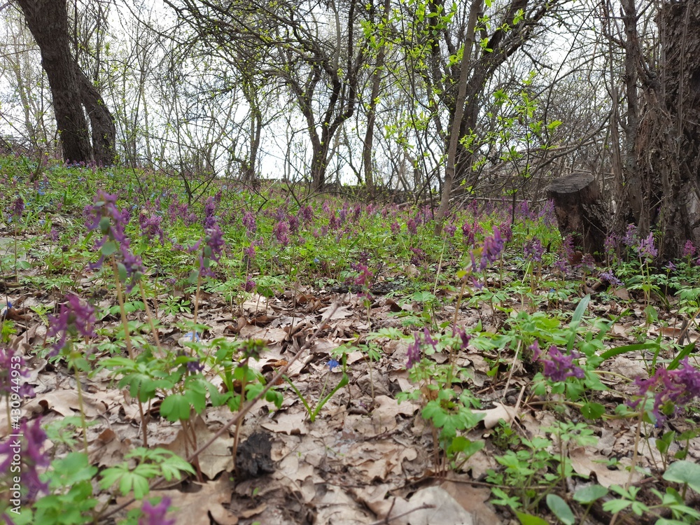 field of flowers, spring forest, the forest after winter hibernation dresses in green foliage and flowers, plant, green, nature, leaf, tree, leaves, spring, garden, macro, branch, fresh, natural