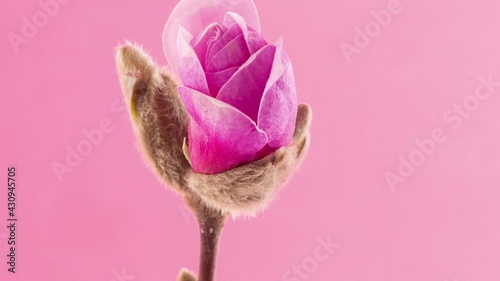 Beautiful Pink Flowering Magnolia Blossom, Timelapse. photo