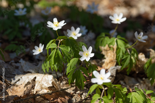 Frühling erwachen Natur Blumen © Ronny
