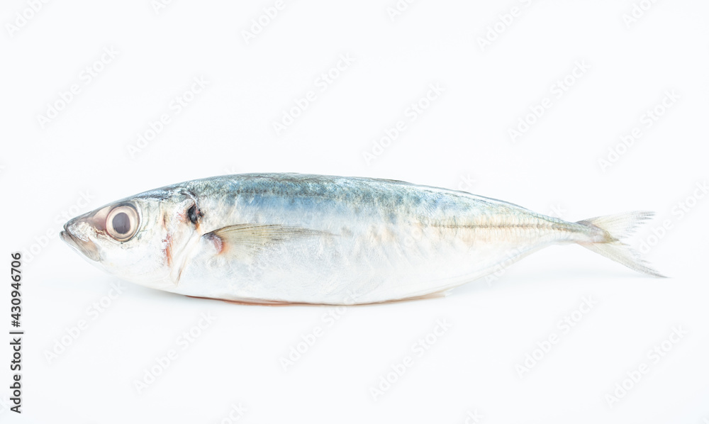 Fresh balang fish on white background Fresh balang fish on white background