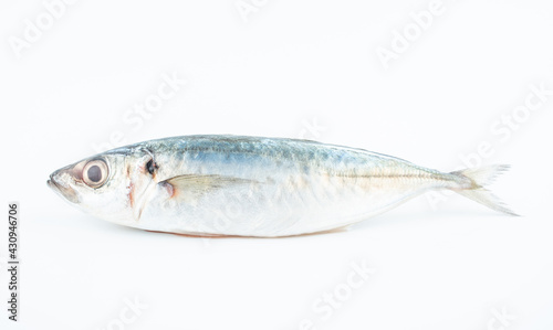 Fresh balang fish on white background