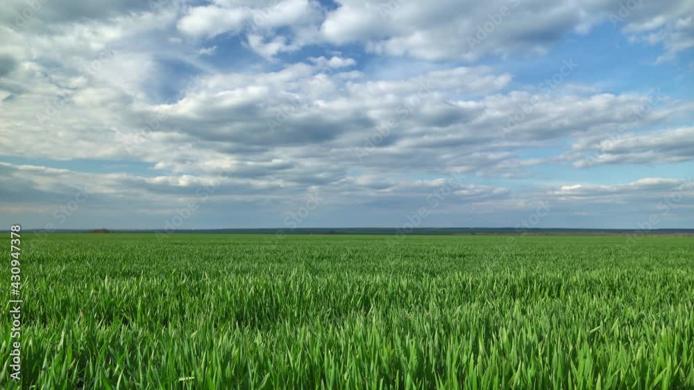 Young wheat field, barley, rye. Young green wheat sprouts of grain crops. Agricultural land.
Young wheat field, barley, rye. Young green wheat sprouts of grain crops. Agricultural land.
