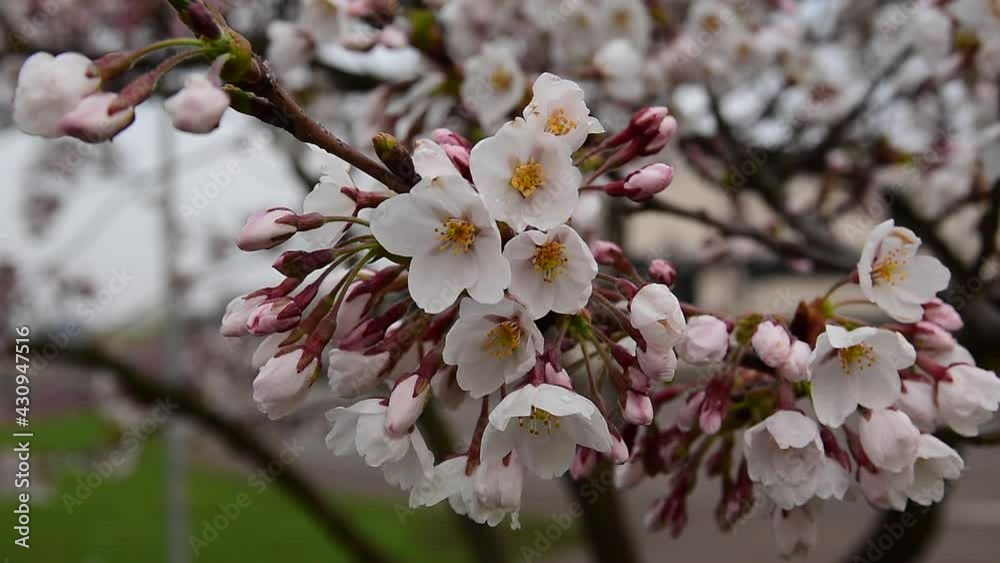 Beautiful flowering oriental cherry Beautiful flowering oriental cherry