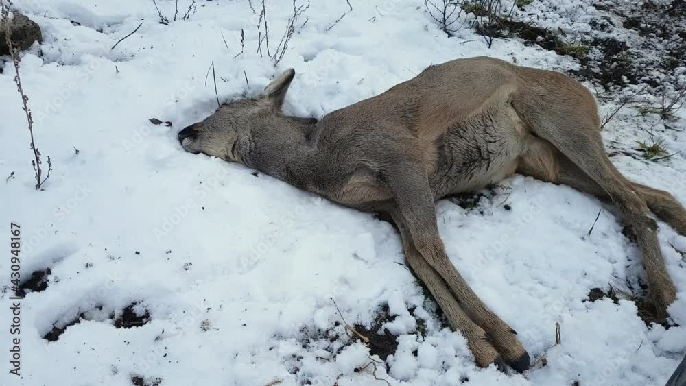 A dead deer is lying in the snow, behind a wire mesh. For unknown reasons, the killed carcass is behind the fence, an ecological bomb. A dead deer is lying in the snow, behind a wire mesh. For unknown reasons, the killed carcass is behind the fence, an ecological bomb.