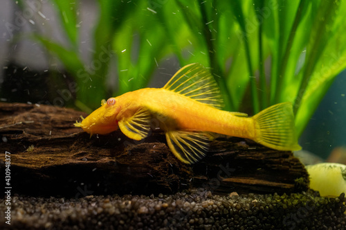 zbrojnik złoty (Ancistrus Gold) ryba akwariowa photo