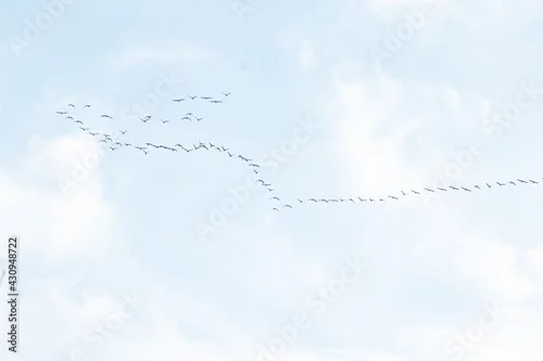 Obraz klucz odlatujących ptaków na niebie