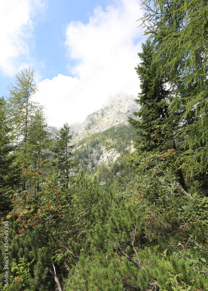 typical vegetation of the Alps with mountain pines and conifers typical vegetation of the Alps with mountain pines and conifers