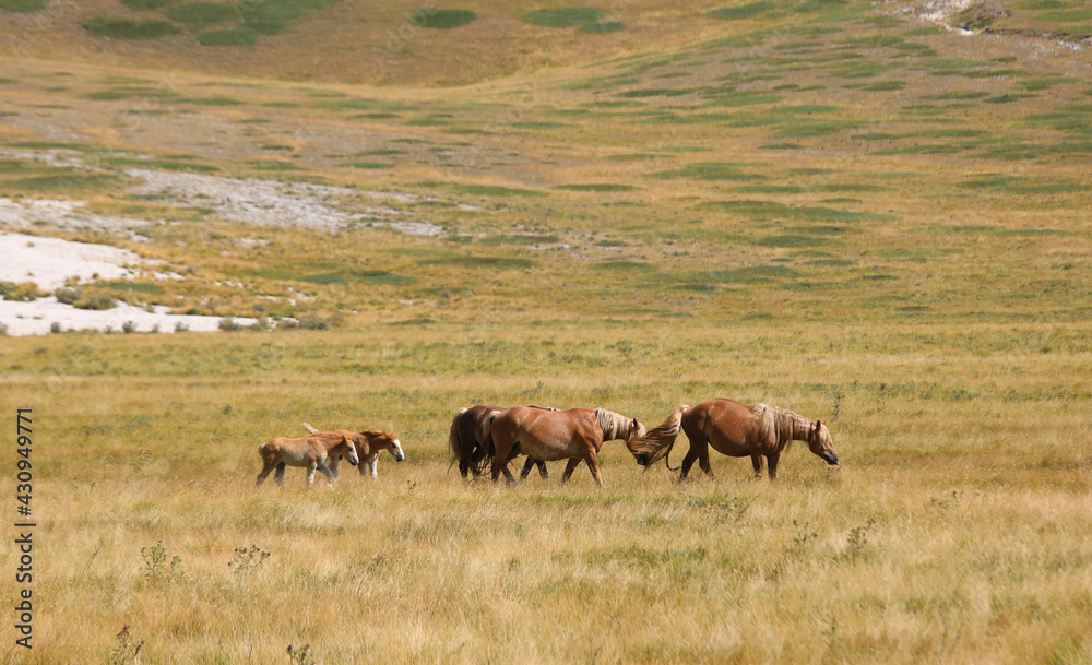 families of horses with the foal grazing in the clearing