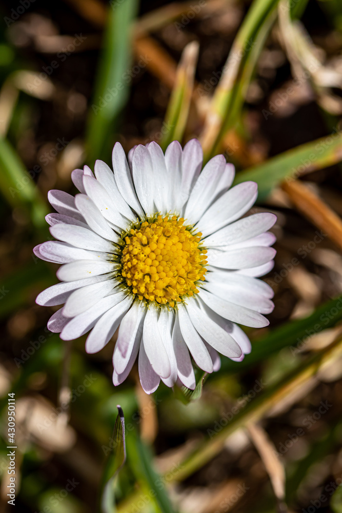 Daisy plant in the forest, close up Daisy plant in the forest, close up