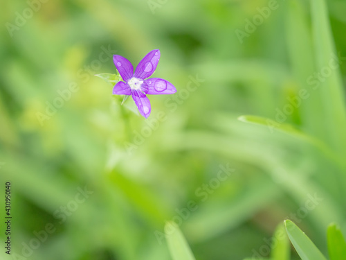 散歩道の野草 花