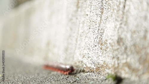 1000 füßler crawls along a wall. The millipedes (Myriapoda; also millipedes) are a subphylum of the arthropods (Arthropoda). They include exclusively land-living forms with a mostly two- or at most th photo