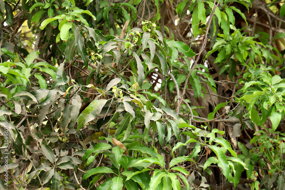 The leaves of a mongo tree in an organic farm The leaves of a mongo tree in an organic farm