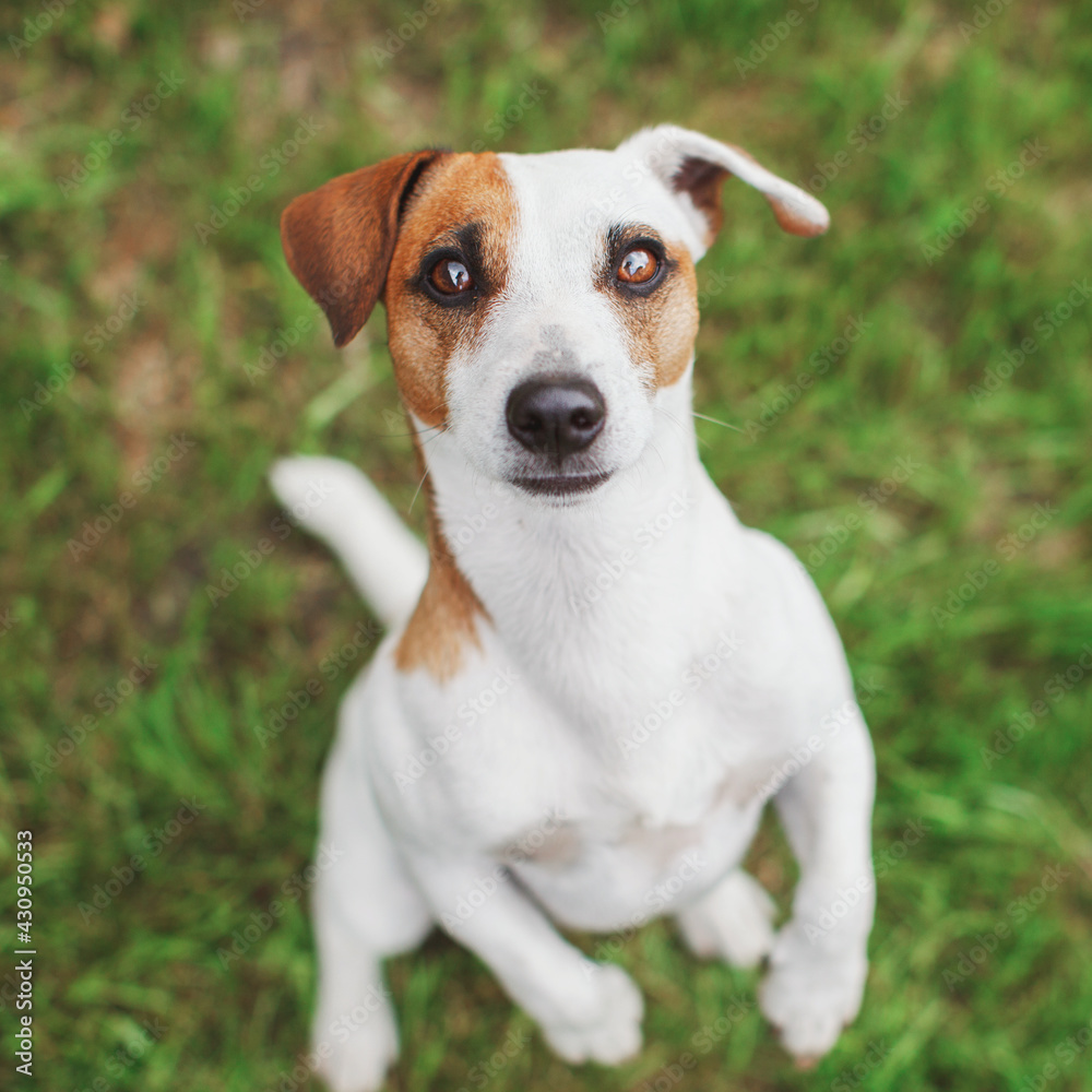 Dog on green grass