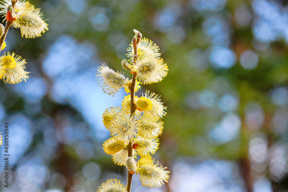 Willow branches with blossoming buds. Spring background. Pollen on stamens, allergen. Willow branches with blossoming buds. Spring background. Pollen on stamens, allergen.