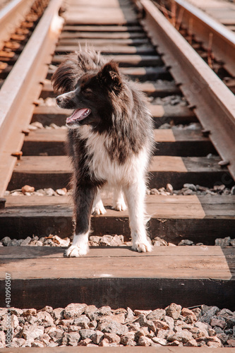 dog on the street