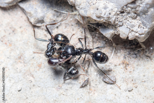 Three Messor barbarus ants figting on a concrete floor. High quality photo photo