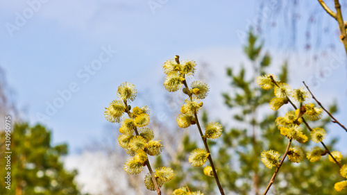 Willow branches with blossoming buds. Spring background. Pollen on stamens, allergen.