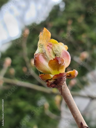 pink rose chestnut bud
