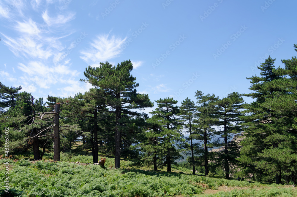 Fototapeta premium Bavella forest in Corsica mountain