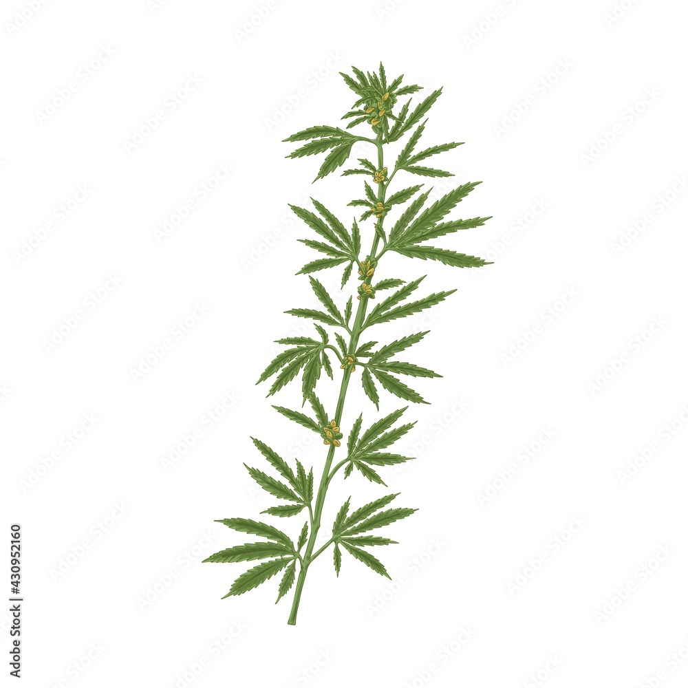Marijuana plant with leaf. Realistic Hemp or Cannabis stem with leaves. Colored hand-drawn vector illustration of industrial or medical marihuana isolated on white background Marijuana plant with leaf. Realistic Hemp or Cannabis stem with leaves. Colored hand-drawn vector illustration of industrial or medical marihuana isolated on white background