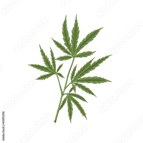 Hemp plant with leaf. Hand-drawn Marijuana or Cannabis stem with leaves. Botanical art in retro style. Realistic detailed vector illustration of medical marihuana isolated on white background
