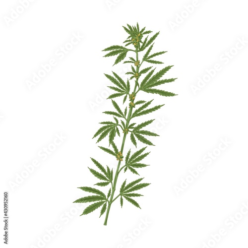 Marijuana plant with leaf. Realistic Hemp or Cannabis stem with leaves. Colored hand-drawn vector illustration of industrial or medical marihuana isolated on white background