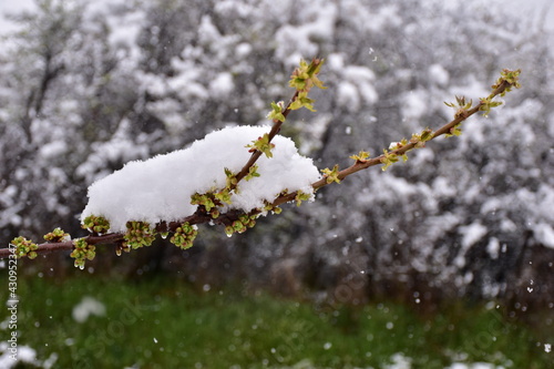 snow on cherry branchin spring photo