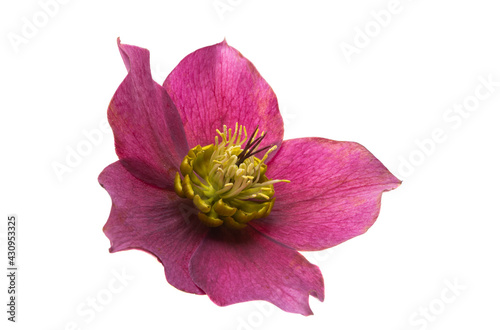 hellebore flower isolated