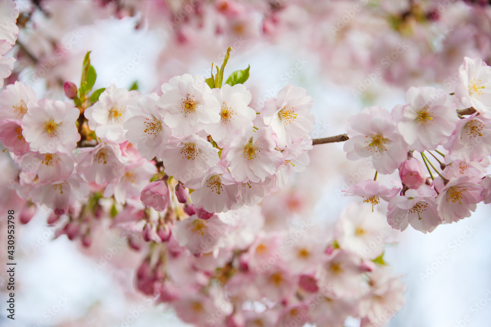 Beautiful spring blooming sakura flowers branch background