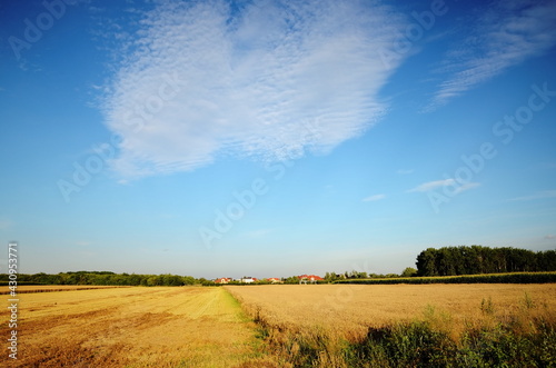 Yellow fields during harvest season, natural landscape in Lower Silesia, Poland. Beautiful summer with blue sky.