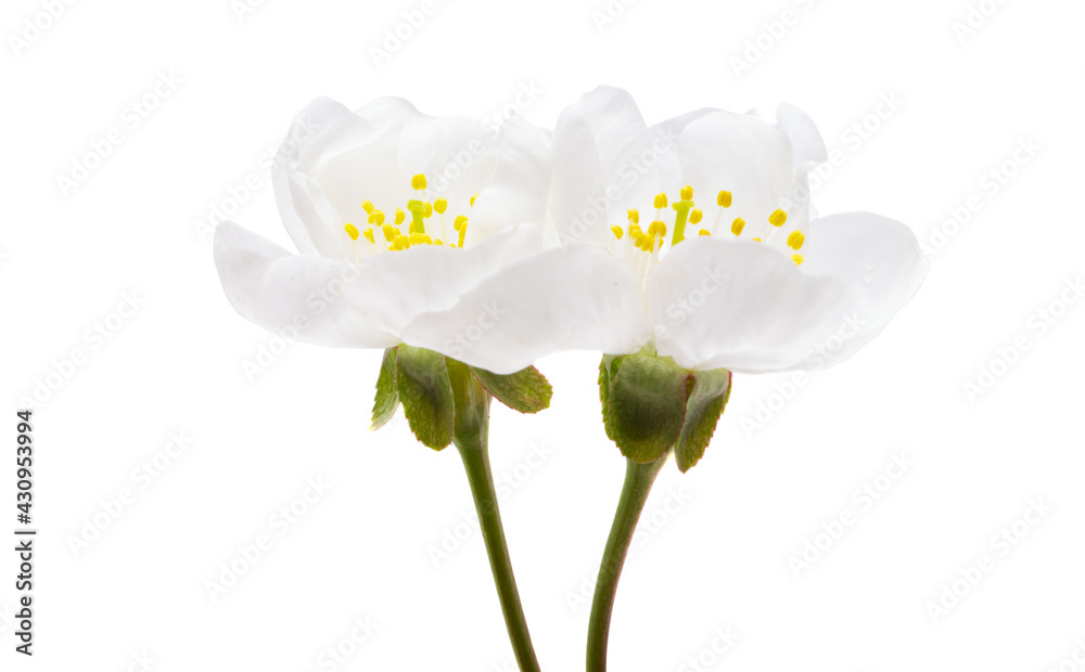 Obraz premium cherry flowers isolated