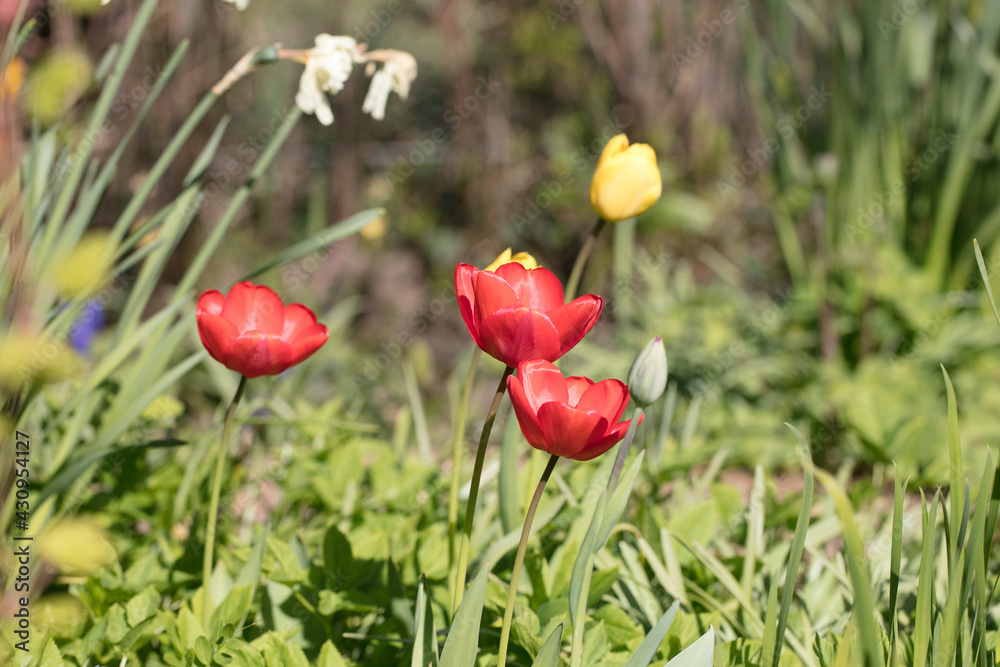 Bright red tulip flowers, Tulipa, flowering in springtime, Shropshire, UK Bright red tulip flowers, Tulipa, flowering in springtime, Shropshire, UK