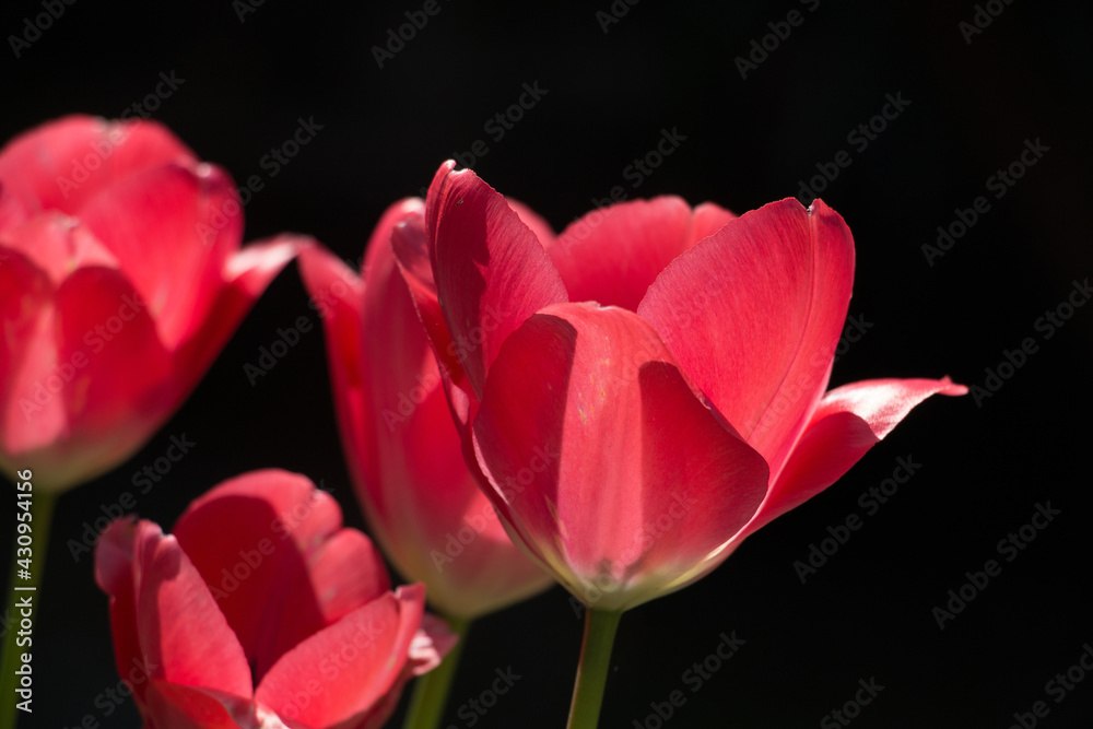 Sunlit red tulip flowers, Tulipa, blooming in springtime, close-up, dark background
