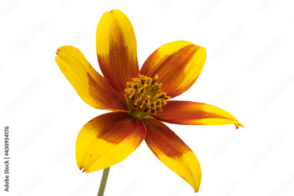 flower biden isolated flower biden isolated