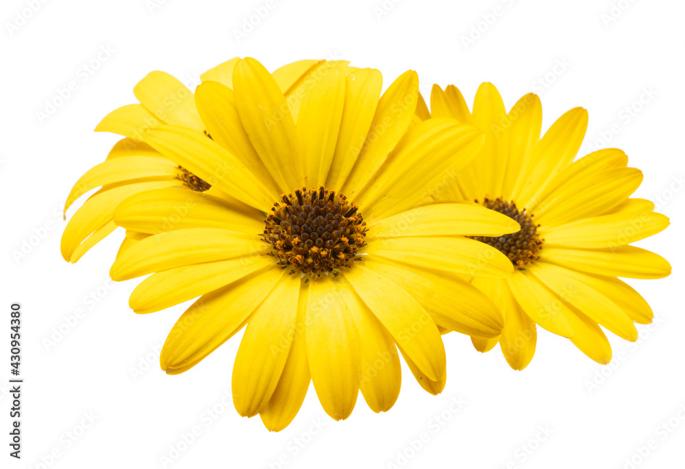 yellow osteospermum Daisy isolated
