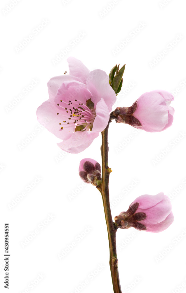 beautiful sakura flower isolated