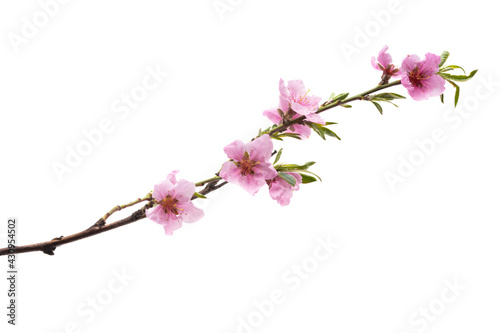 beautiful sakura flower isolated