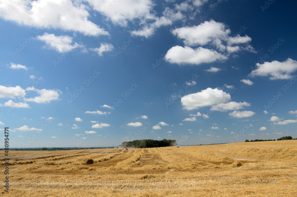 Yellow fields during harvest season, natural landscape in Lower Silesia, Poland. Beautiful summer with blue sky.