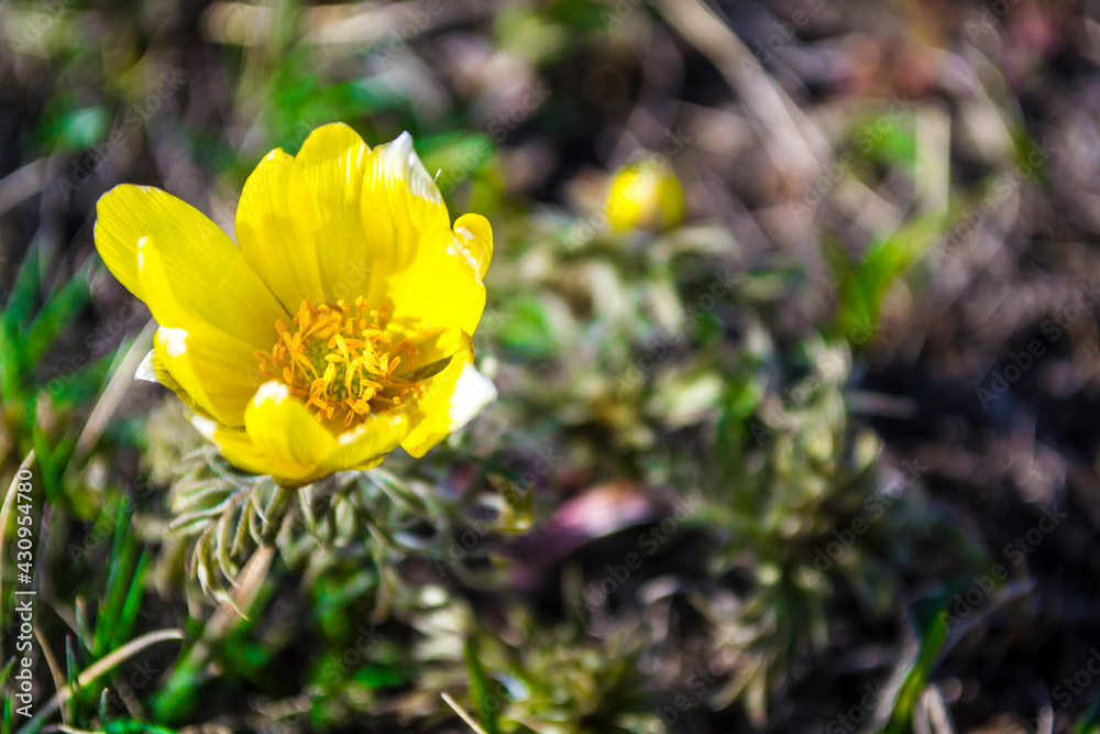 Wildflowers, Adonis spring. The first flowers of spring, the beginning of a new life. The concept of a bright new, yellow life. Wildflowers, Adonis spring. The first flowers of spring, the beginning of a new life. The concept of a bright new, yellow life.