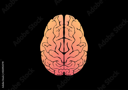 Vectoe illustration of human brain