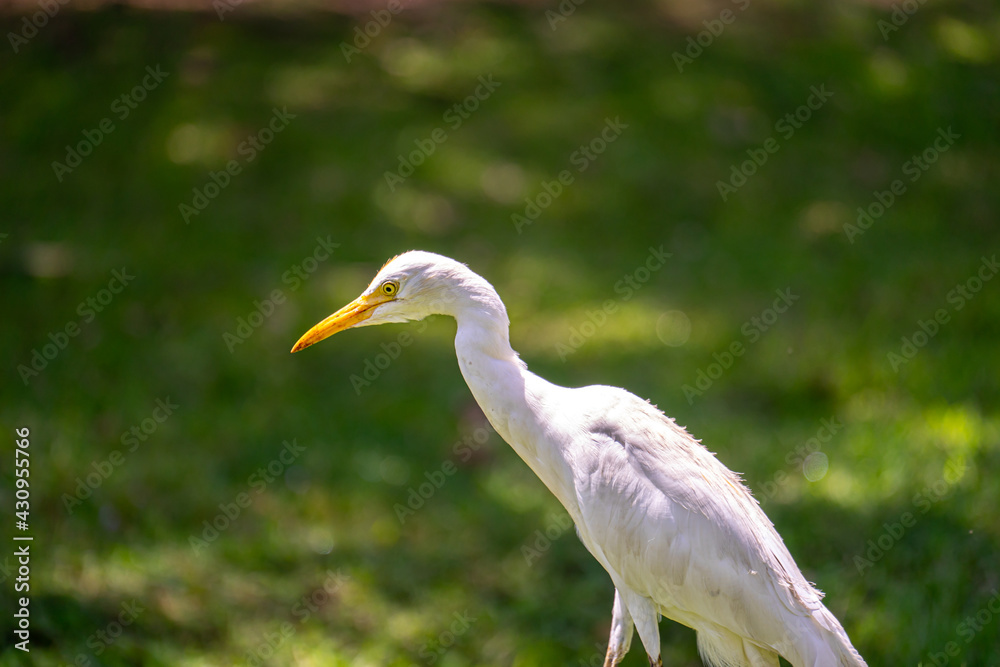 Great White Egret (Ardea Alba) Heron Great White Egret (Ardea Alba) Heron