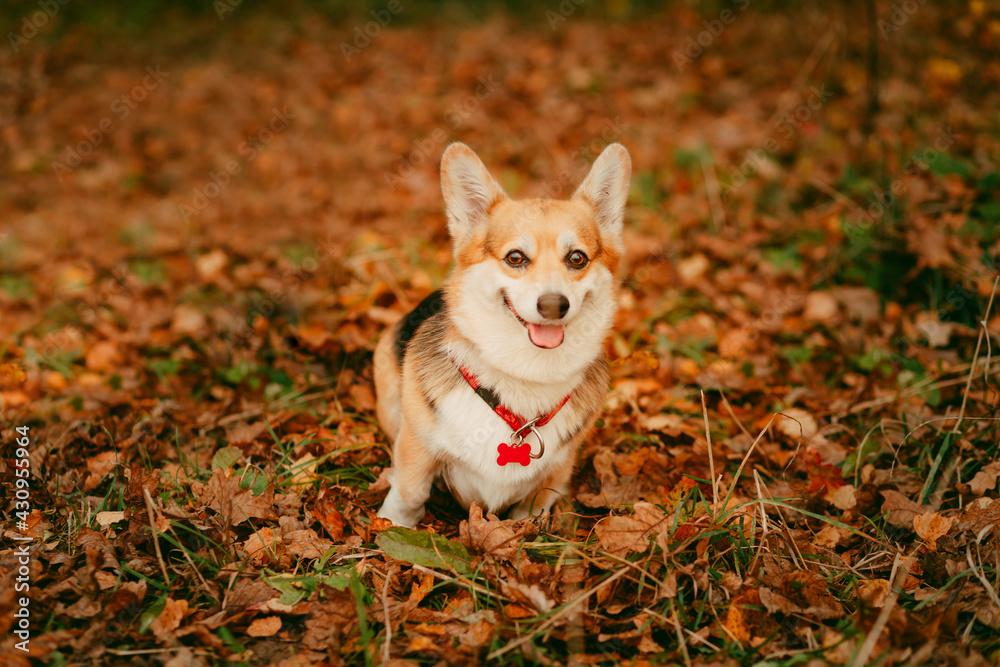 portrait of a funny Corgi on the background of an autumn landscape