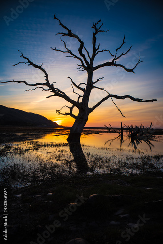 Beautiful vibrant sunset behind dead tree silhouette at Porlock Salt Marsh  Exmoor National Park