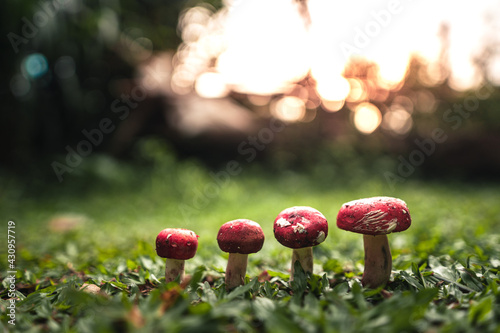 A red mushroom growing on the grass