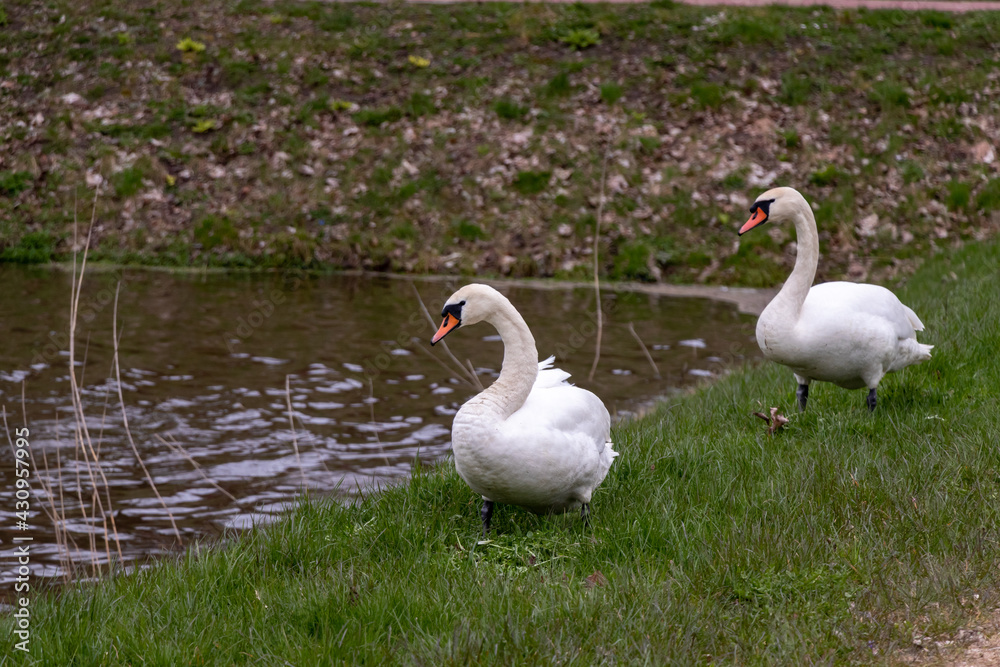Two white swans by a pond in a green grass in early spring, cloudy day. Two white swans by a pond in a green grass in early spring, cloudy day.