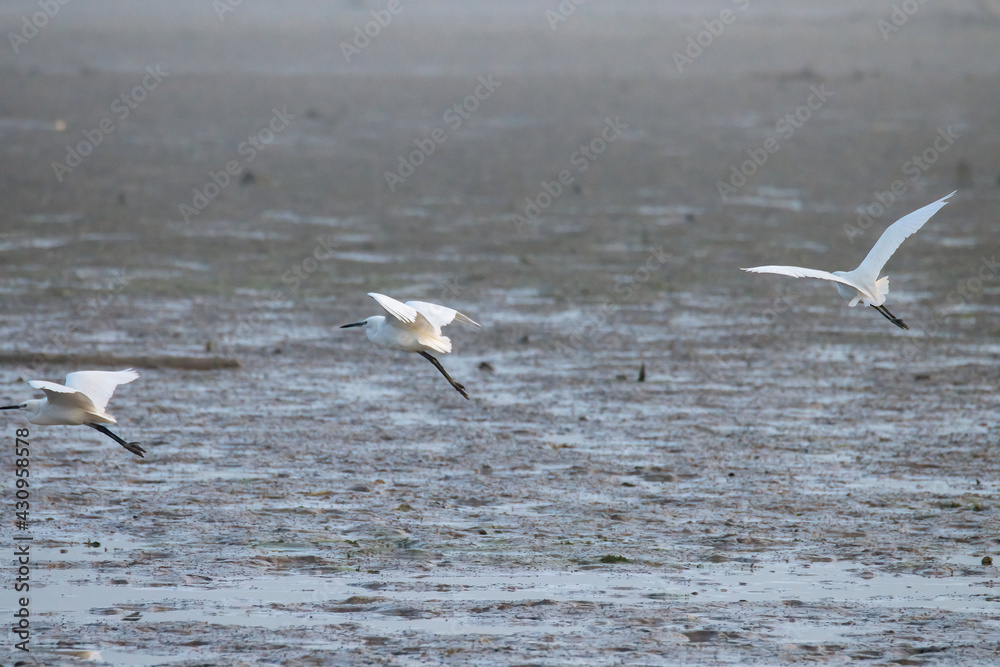 white egret bird on the lake